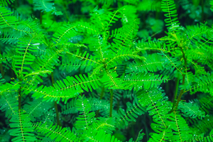 rain drops on lush green leaves